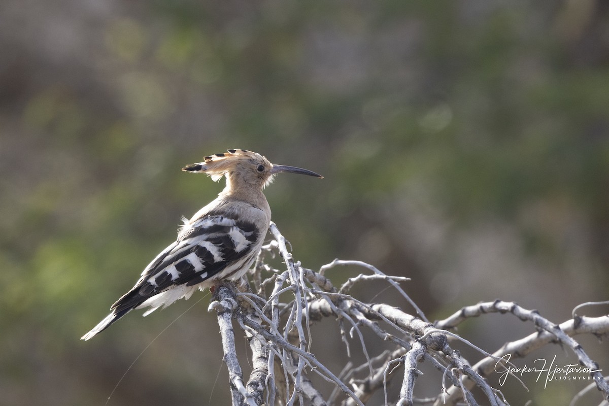 Common Hoopoe - ML640158044