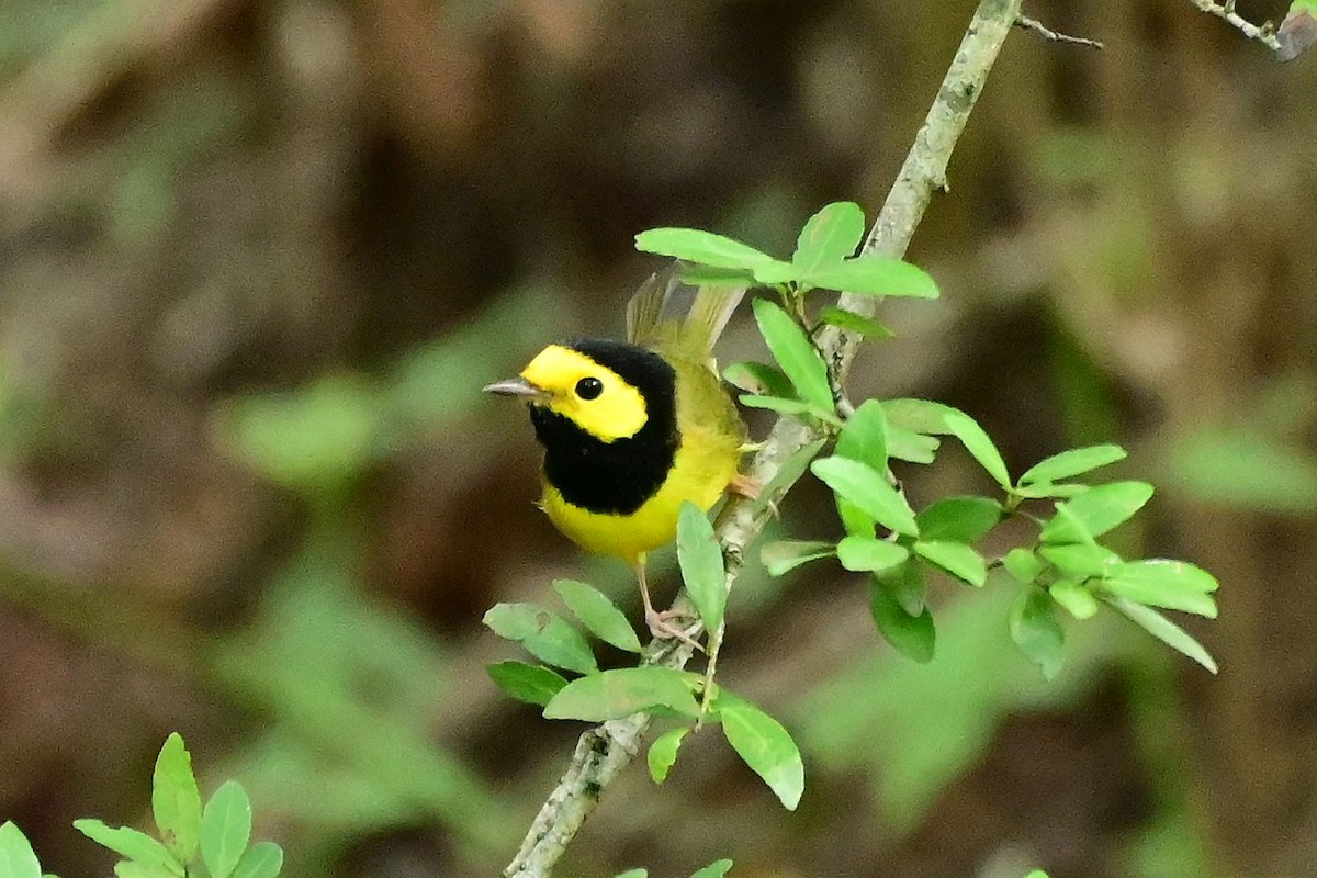 lesňáček kápový - ML640158049