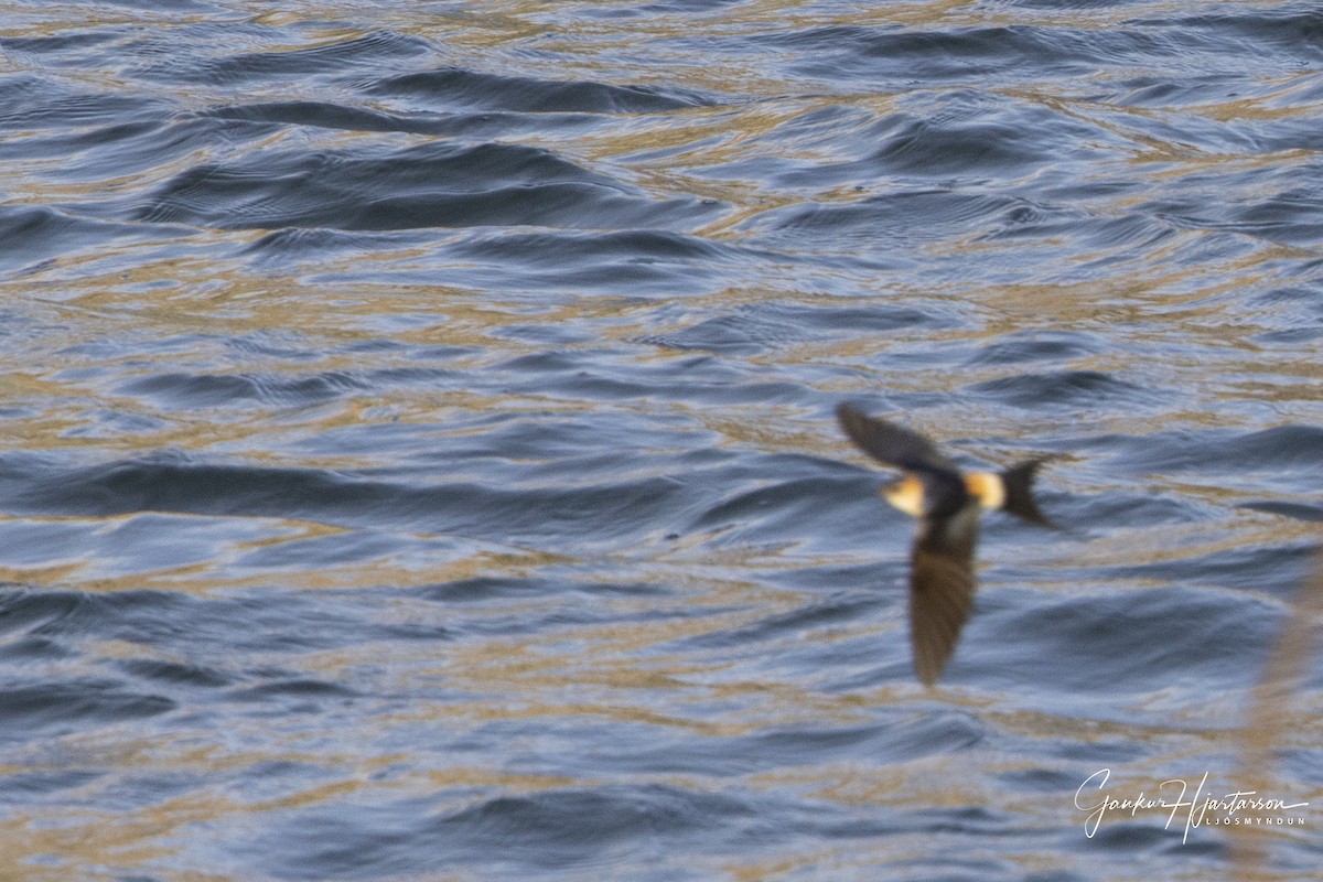 European Red-rumped Swallow - ML640158056