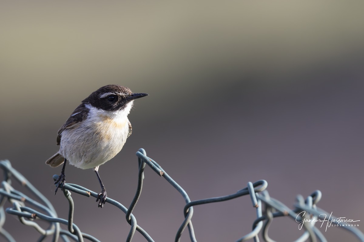 Fuerteventura Stonechat - ML640158076