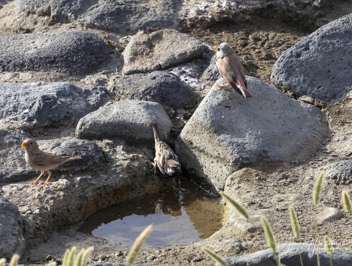 Trumpeter Finch - ML640158102