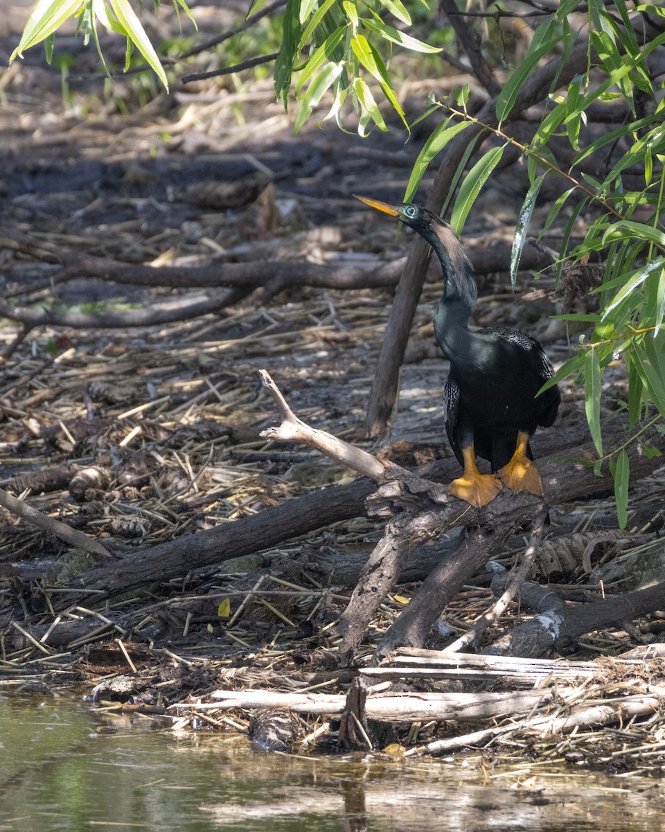 Anhinga Americana - ML640158139