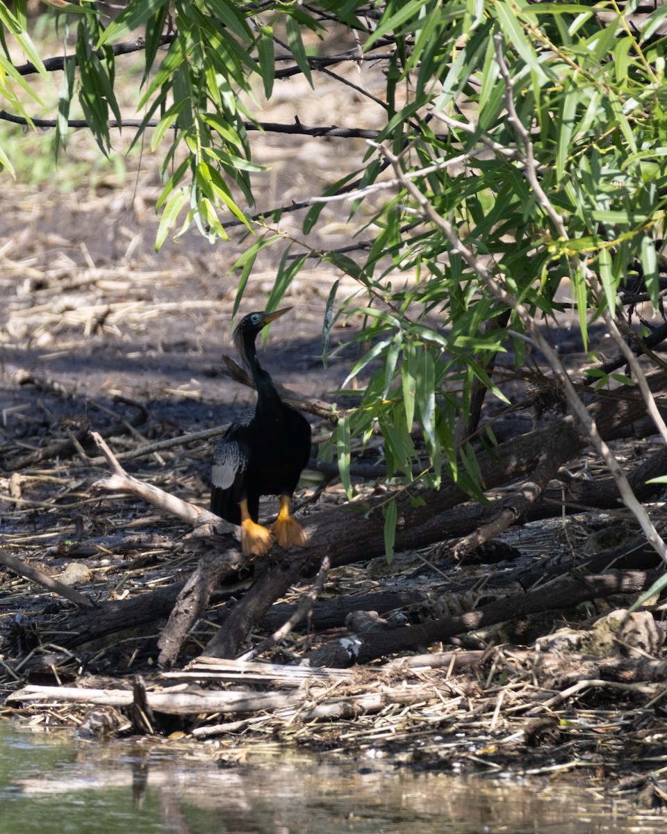 Anhinga Americana - ML640158141
