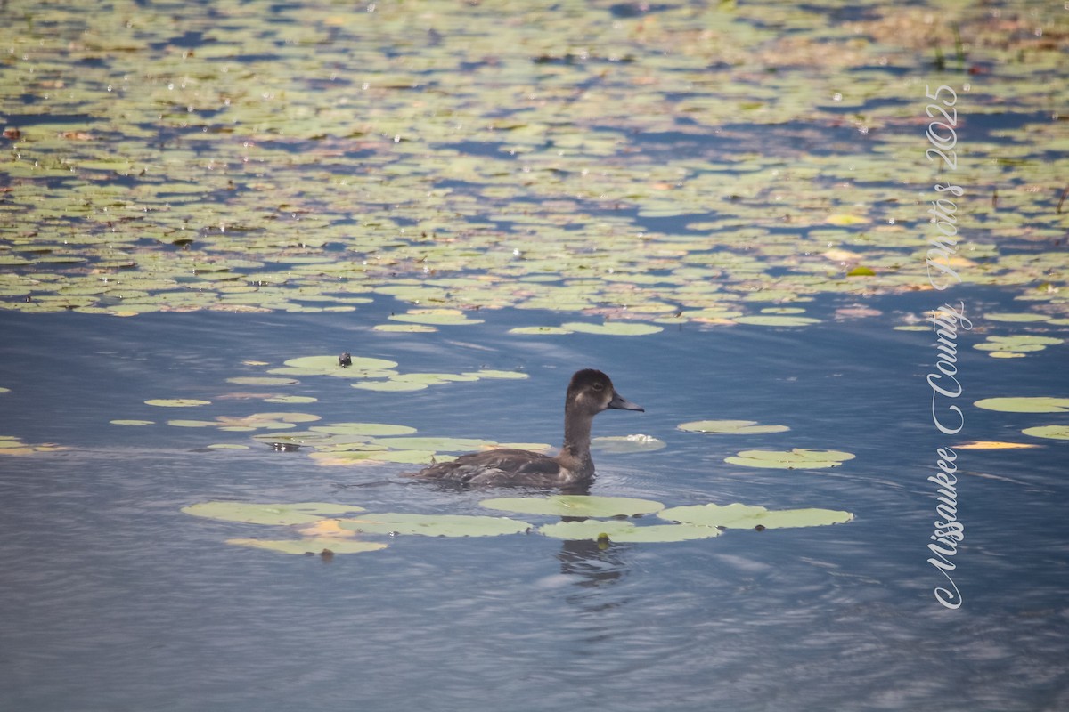 Ring-necked Duck - ML640158154