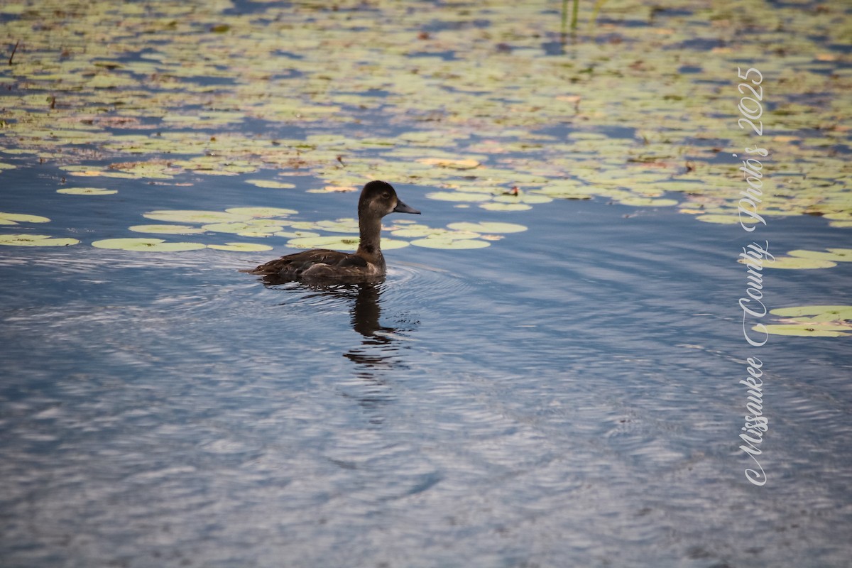 Ring-necked Duck - ML640158155