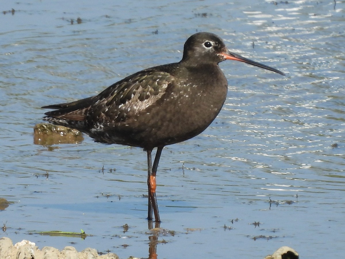 Spotted Redshank - ML640158156