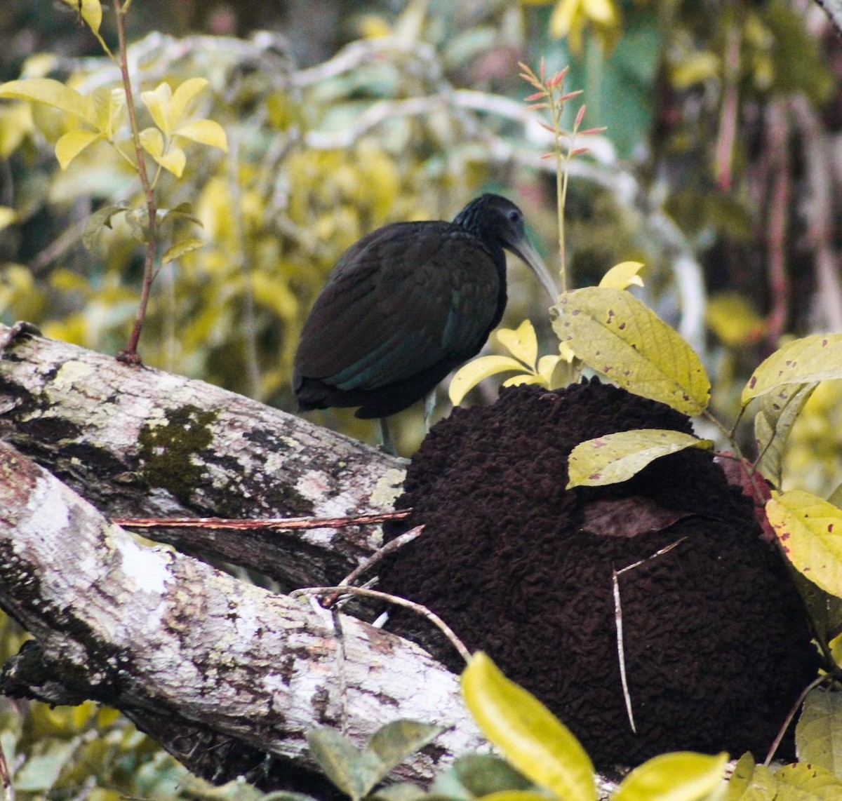 Green Ibis - ML640158159