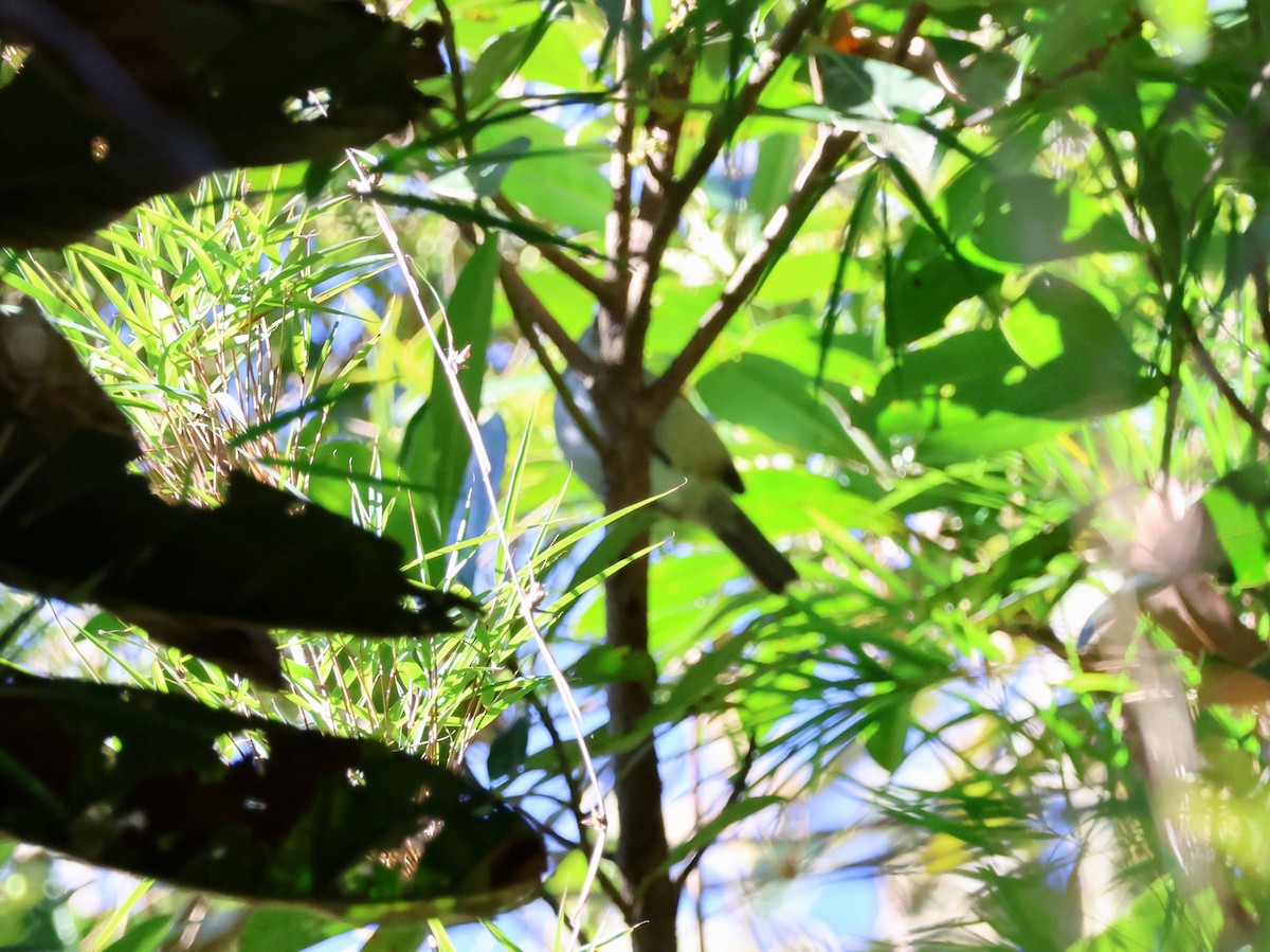 Rufous-backed Antvireo - ML640158169