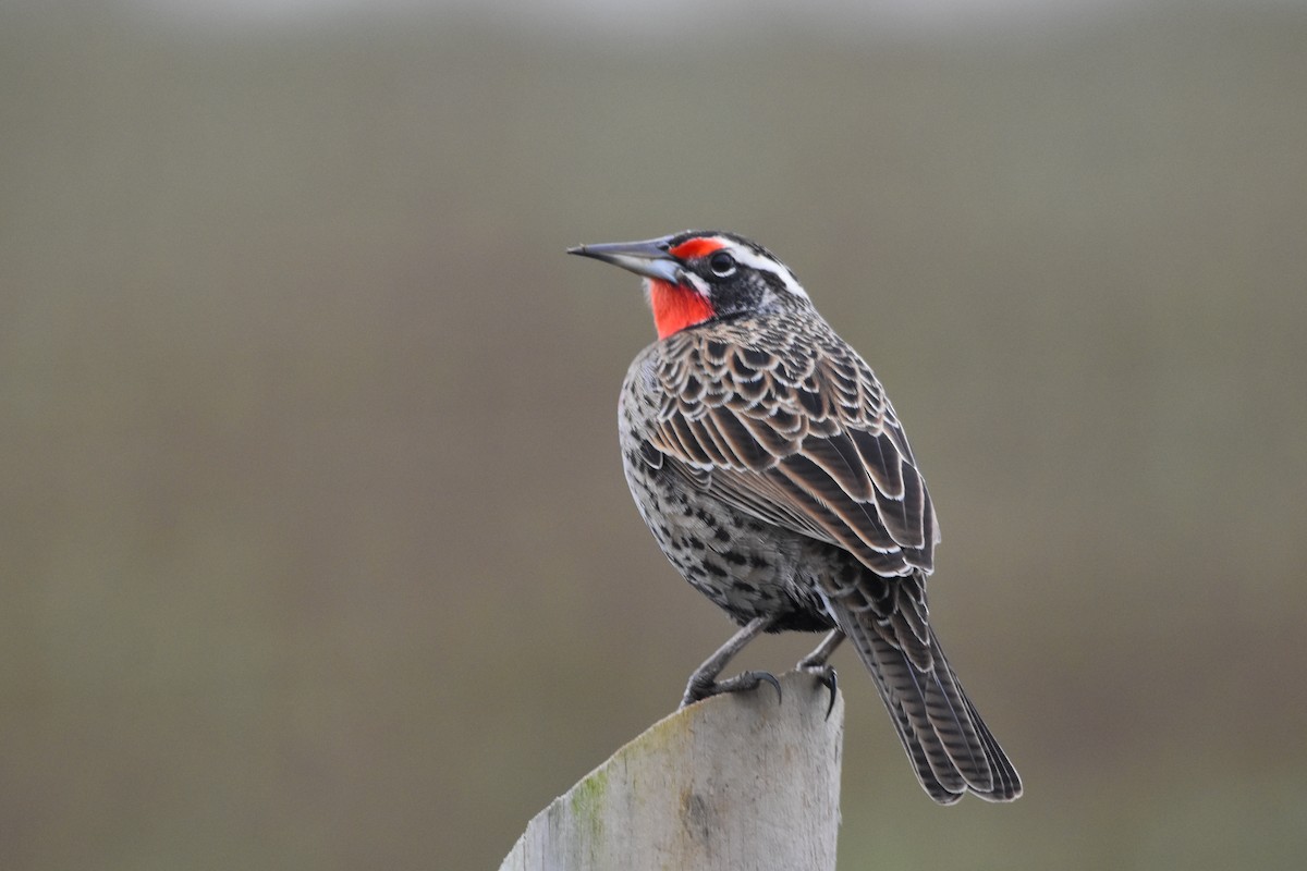 Long-tailed Meadowlark - ML640158180