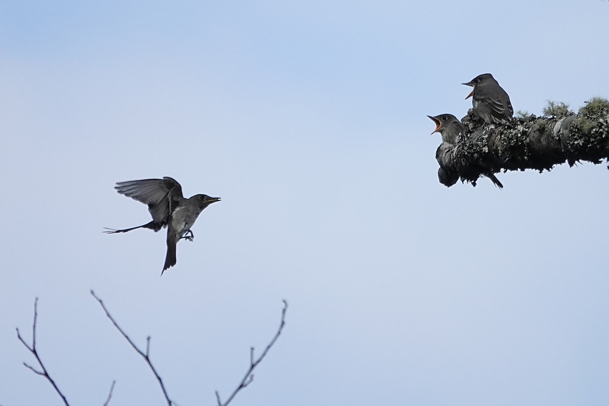 Olive-sided Flycatcher - ML640158206
