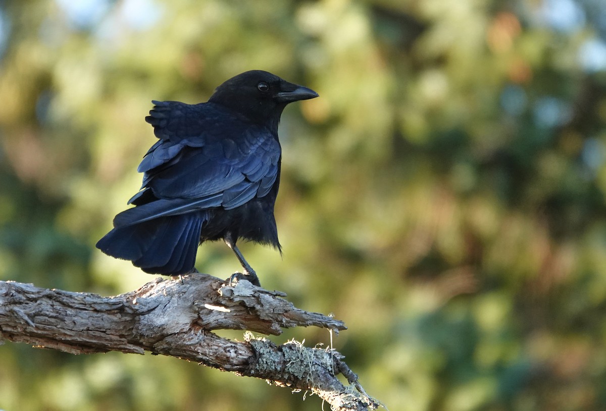 American Crow - ML640158218