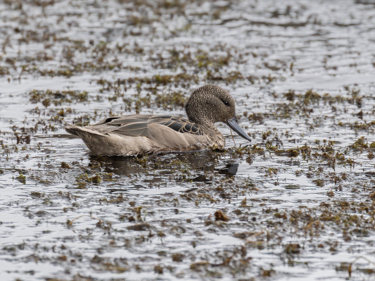 Andean Teal (Andean) - ML640158232