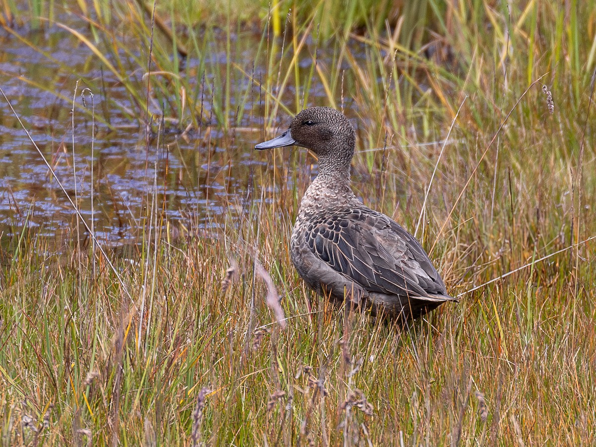 Andean Teal (Andean) - ML640158233
