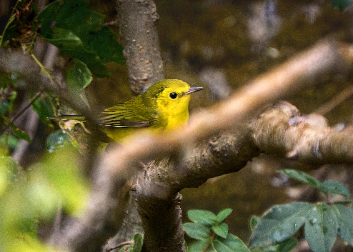 Hooded Warbler - ML640158236