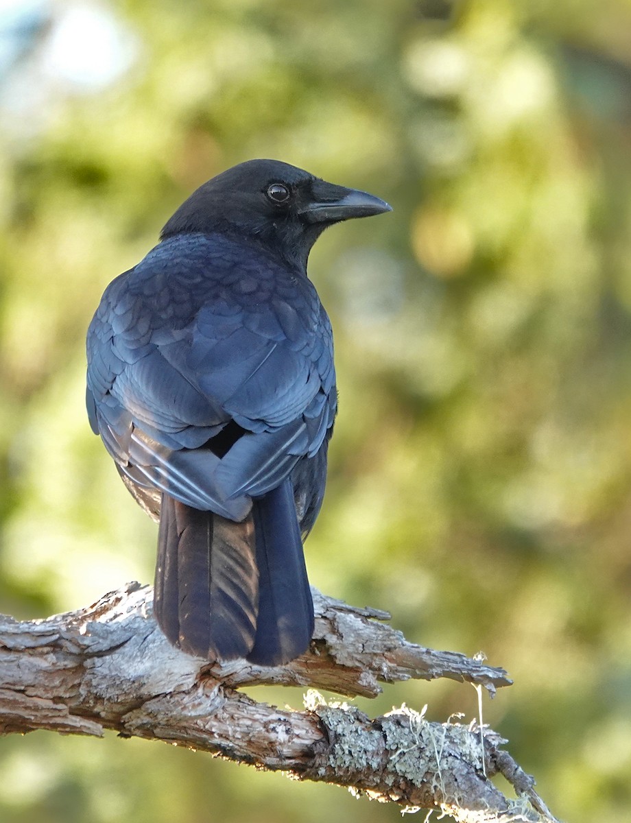 American Crow - ML640158249