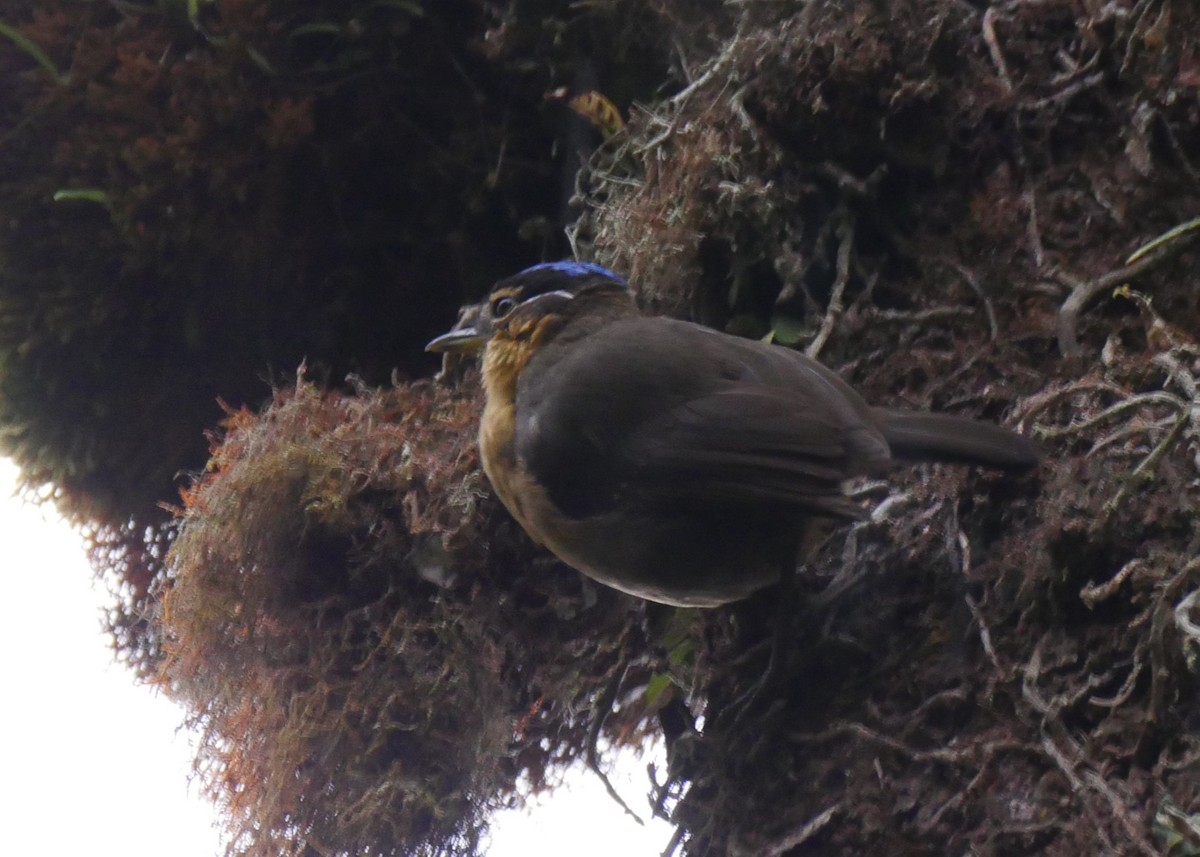 Blue-capped Ifrita - ML640158250
