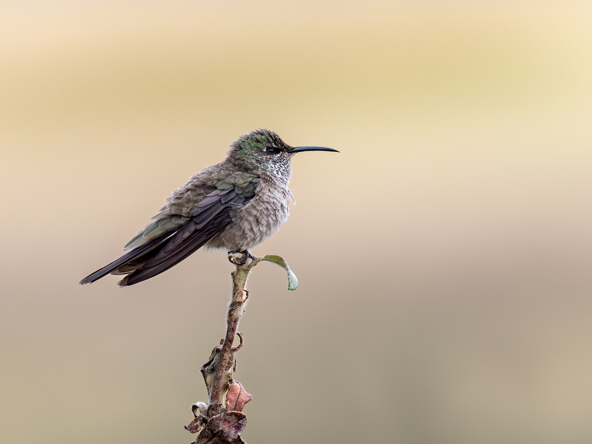 Ecuadorian Hillstar - ML640158272