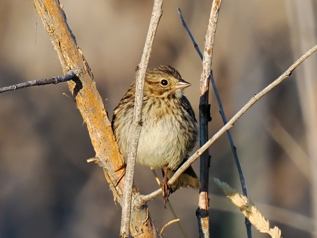 Song Sparrow - ML640158276