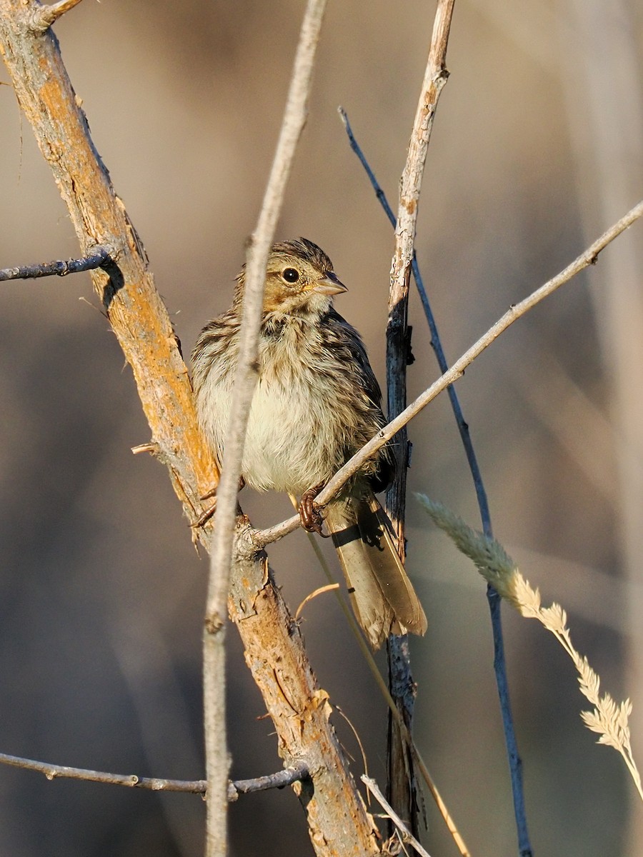 Song Sparrow - ML640158277