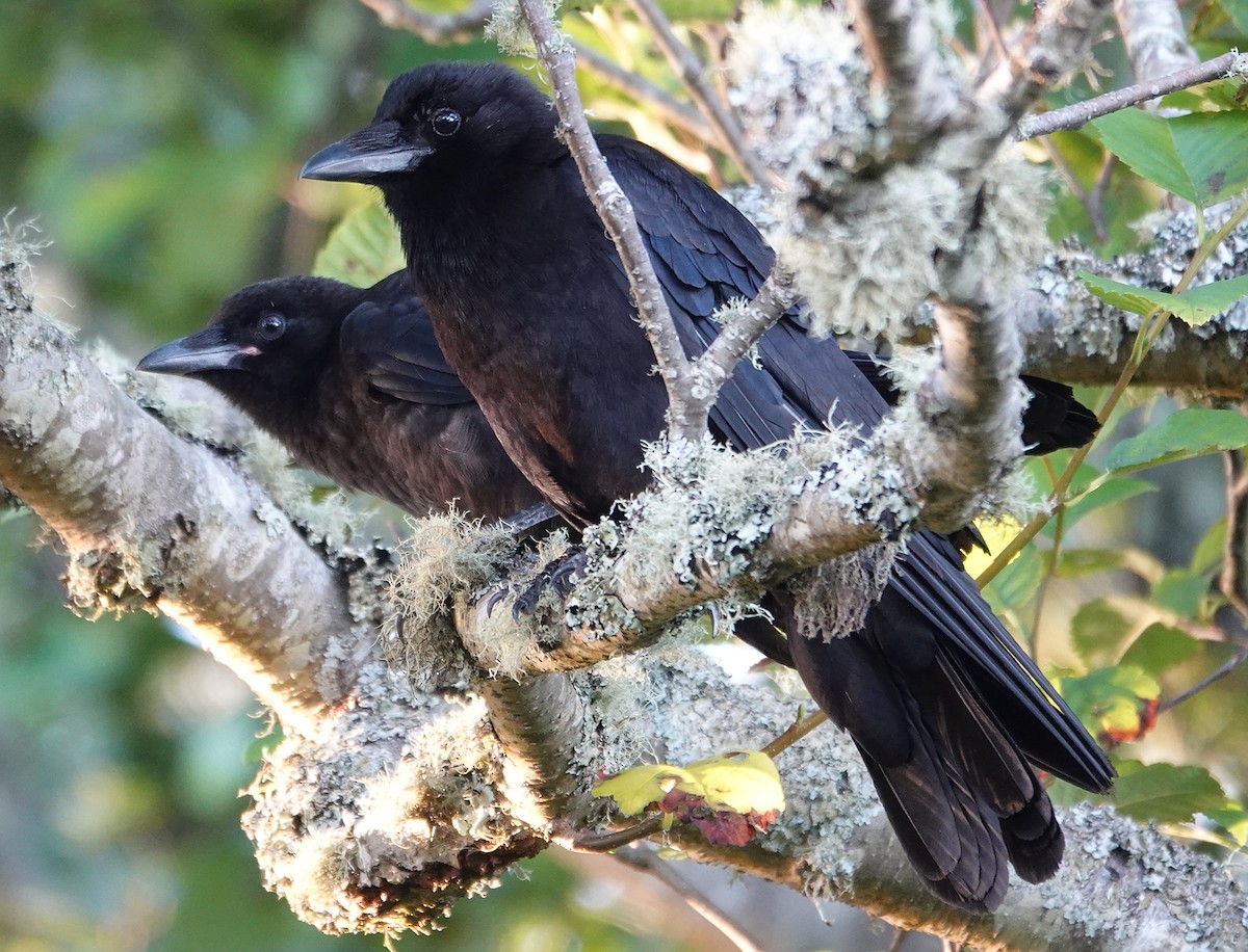 American Crow - ML640158282