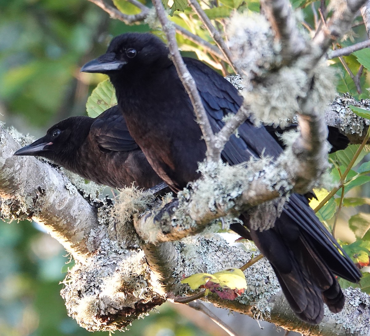 American Crow - ML640158283