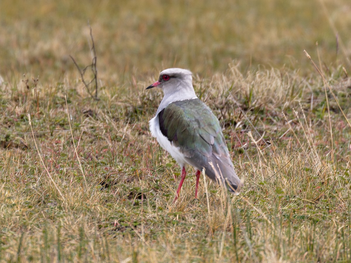 Andean Lapwing - ML640158296