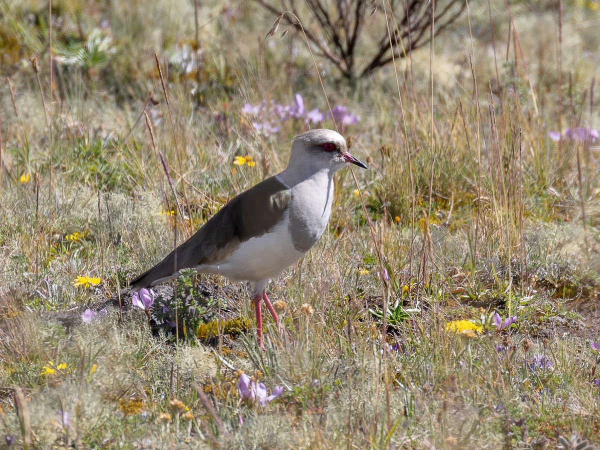 Andean Lapwing - ML640158298