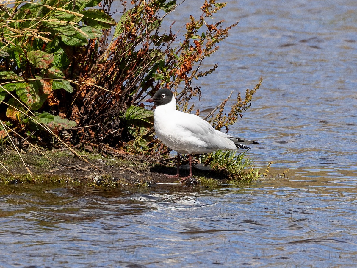 Andean Gull - ML640158349