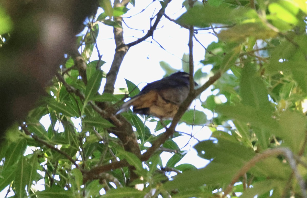 Thick-billed Saltator - ML640158366