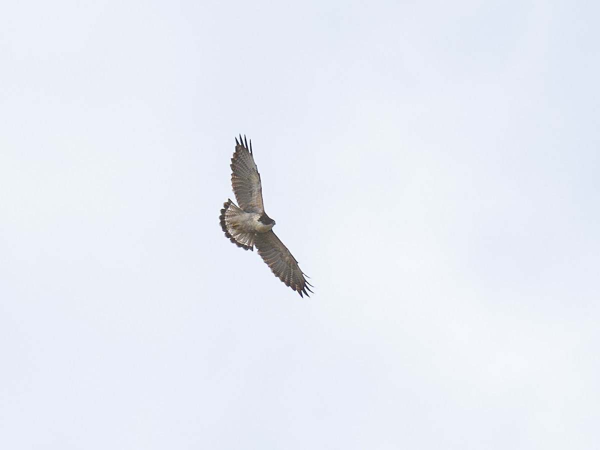 Variable Hawk - ML640158367