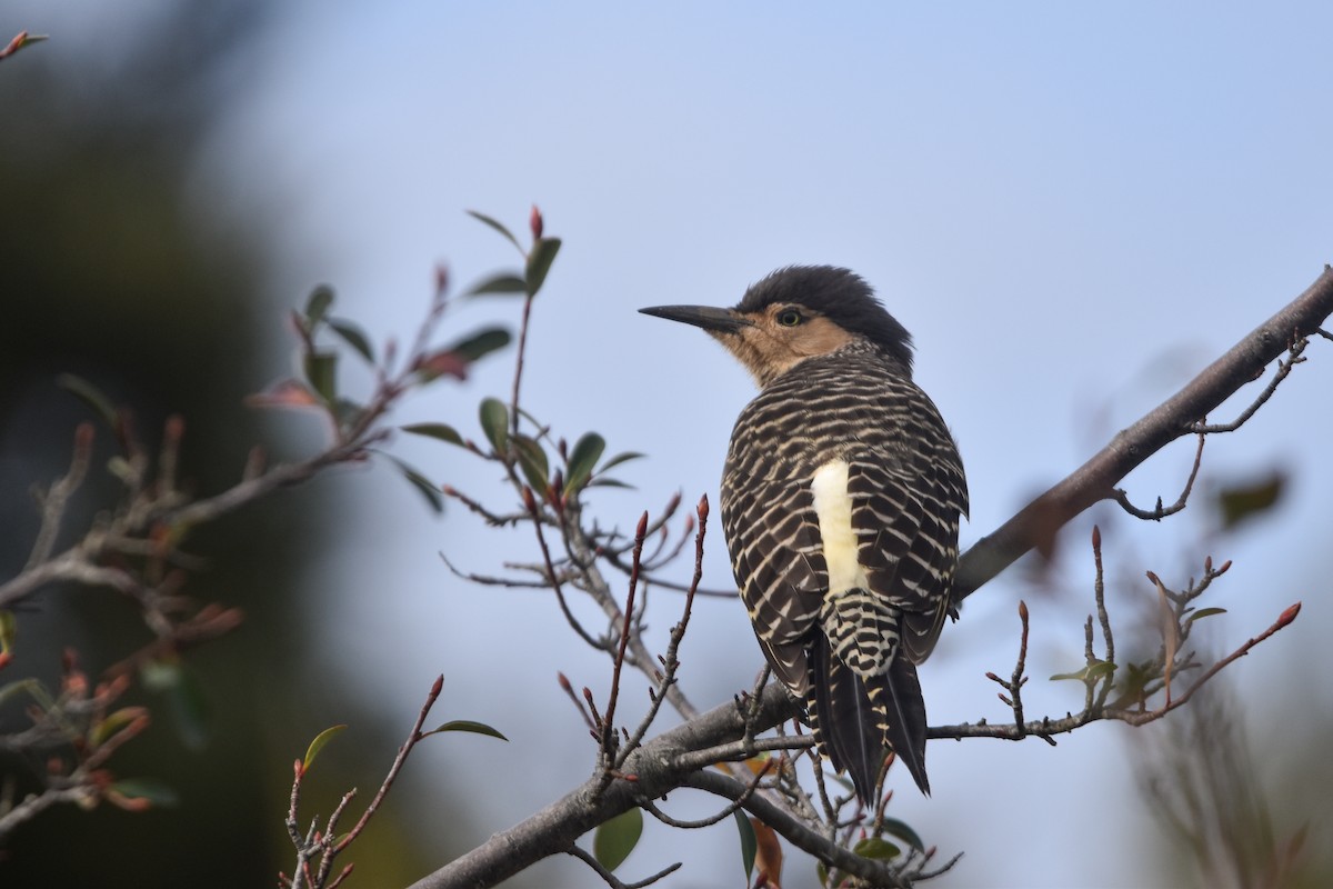 Chilean Flicker - ML640158368