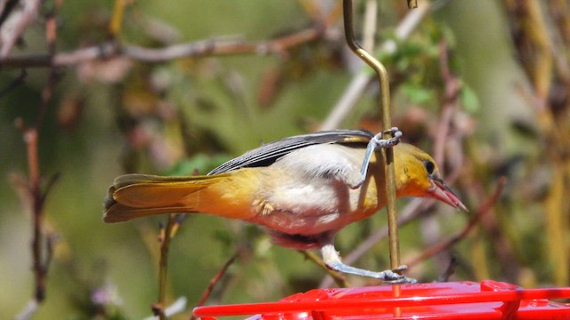 Bullock's Oriole - ML640158369
