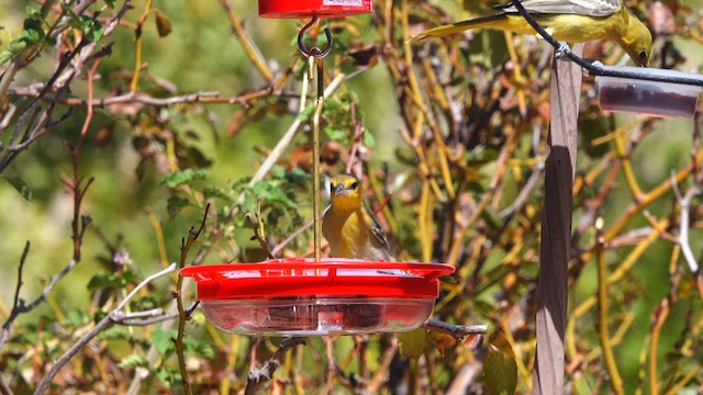 Bullock's Oriole - ML640158371