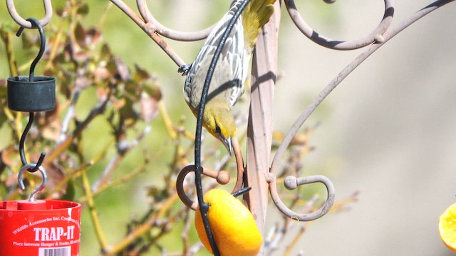 Bullock's Oriole - ML640158373