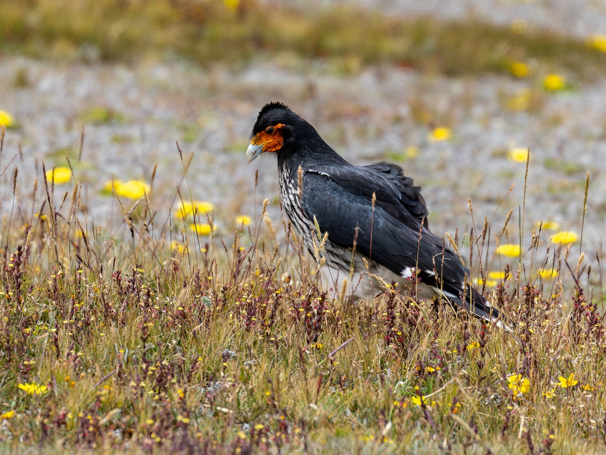 Carunculated Caracara - ML640158378