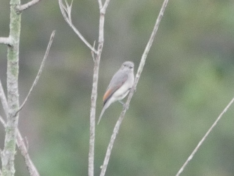 Gray Whistler (Gray-headed) - ML640158392