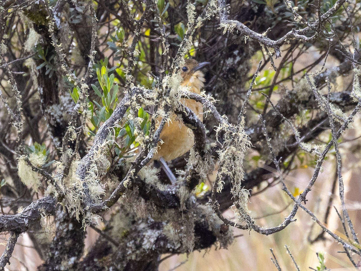 Tawny Antpitta - ML640158404