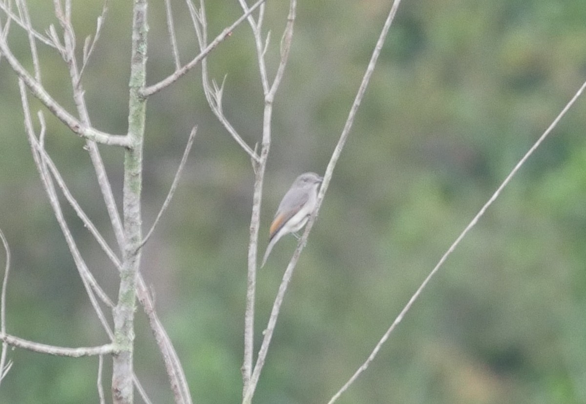 Gray Whistler (Gray-headed) - ML640158429