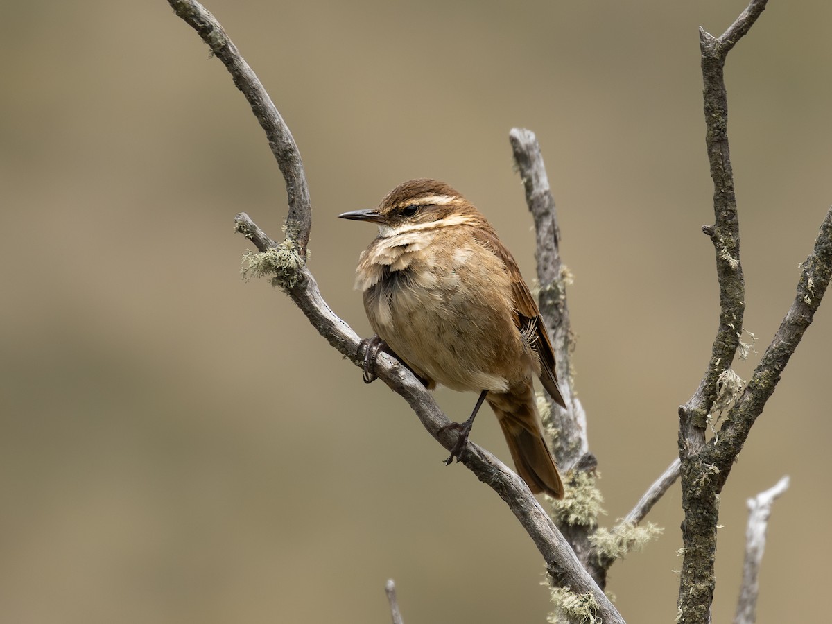 Chestnut-winged Cinclodes - ML640158434