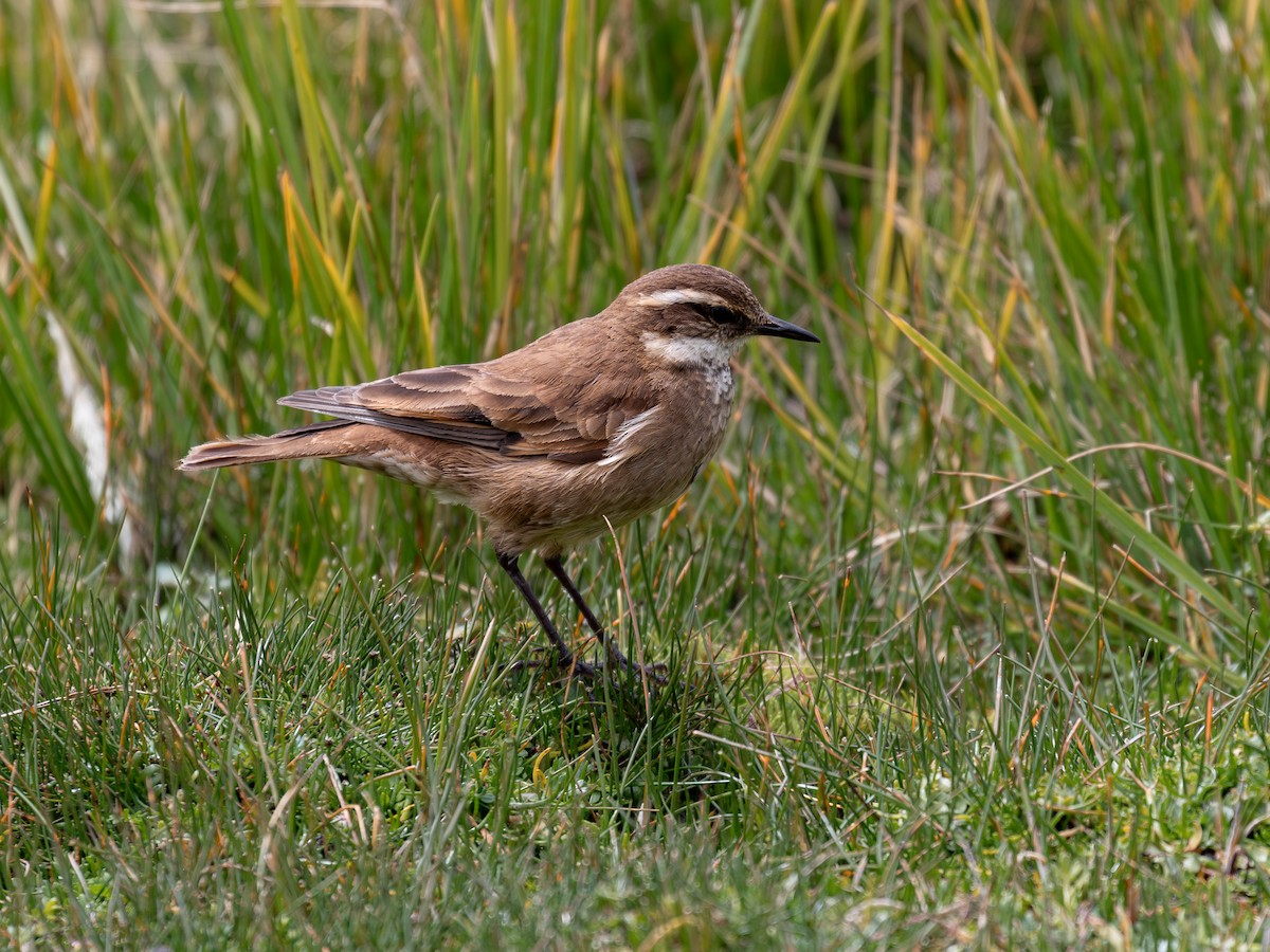 Chestnut-winged Cinclodes - ML640158436