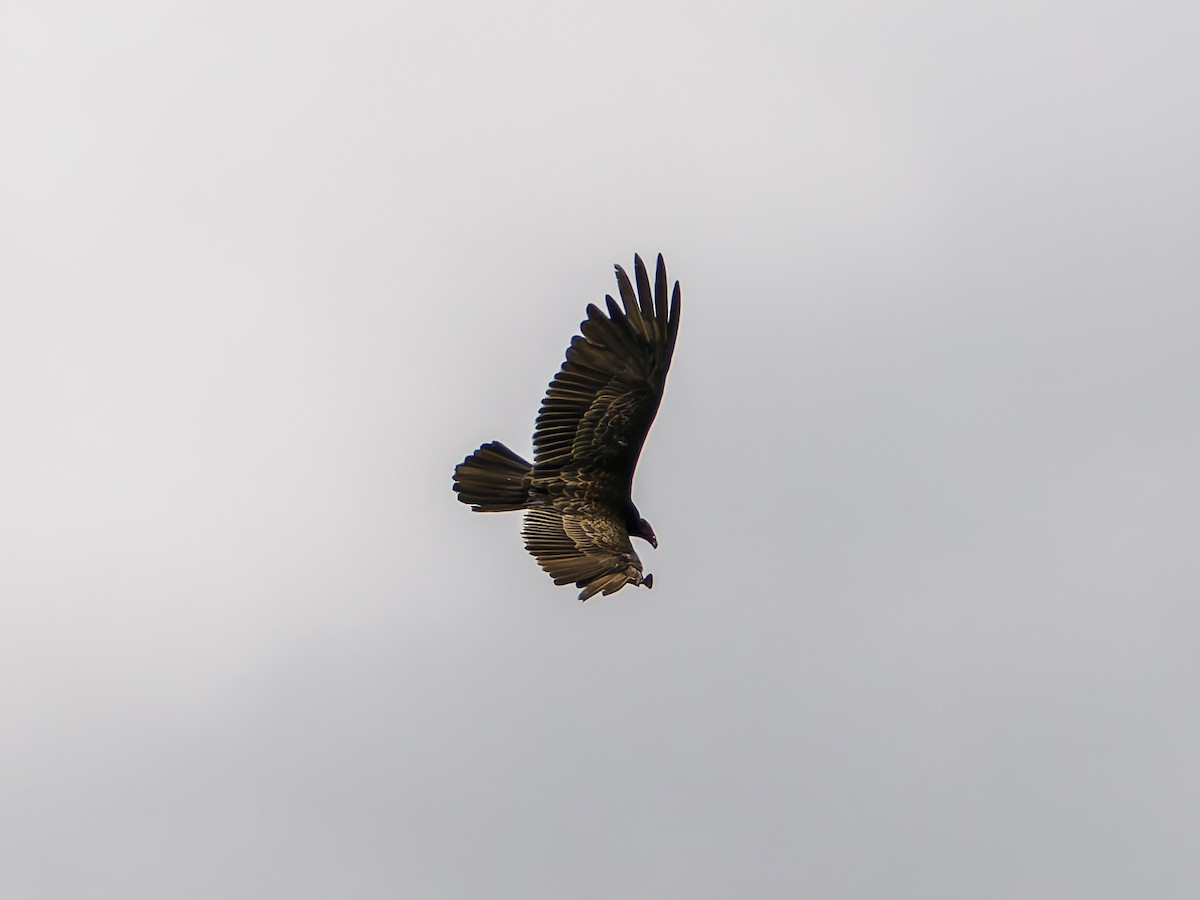 Turkey Vulture - ML640158440