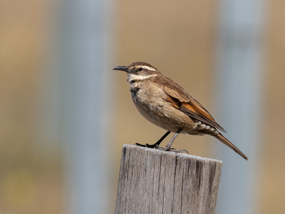 Stout-billed Cinclodes - ML640158457
