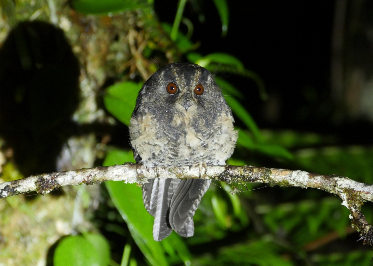 Mountain Owlet-nightjar - ML640158481