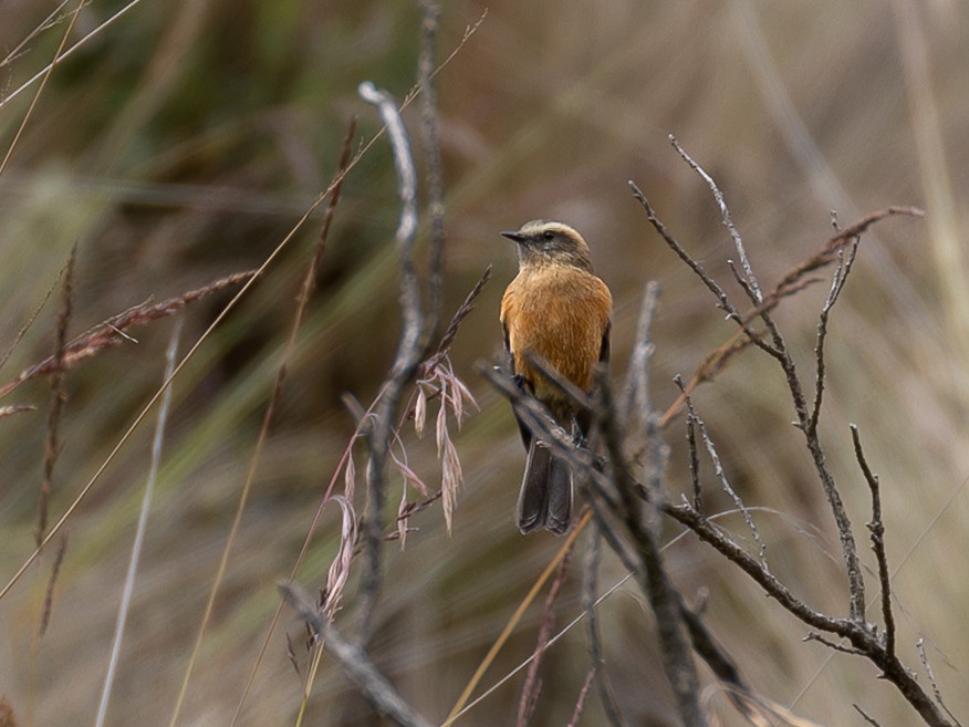 Brown-backed Chat-Tyrant - ML640158510