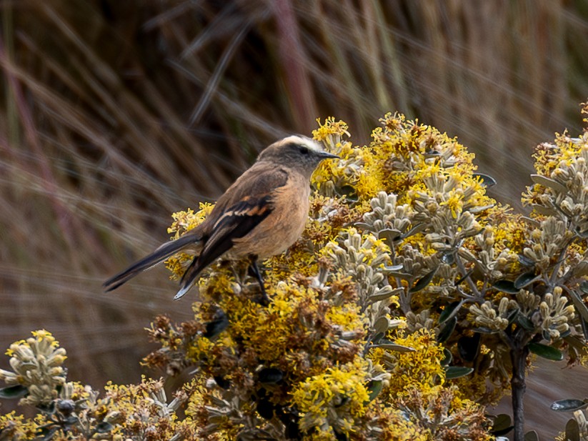 Brown-backed Chat-Tyrant - ML640158512