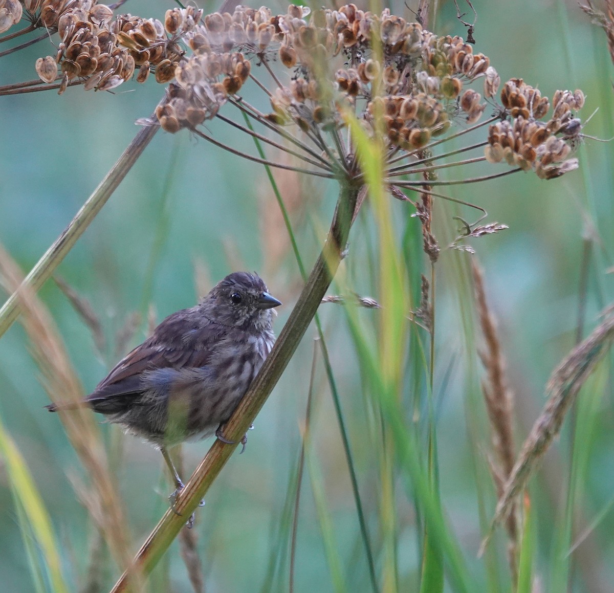 Song Sparrow - ML640158555