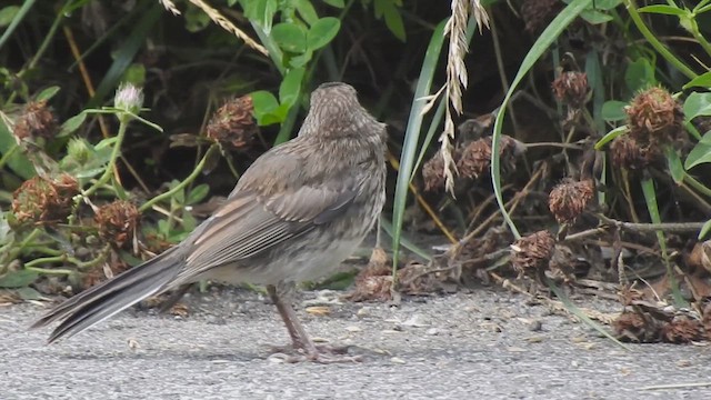 Dark-eyed Junco - ML640158607