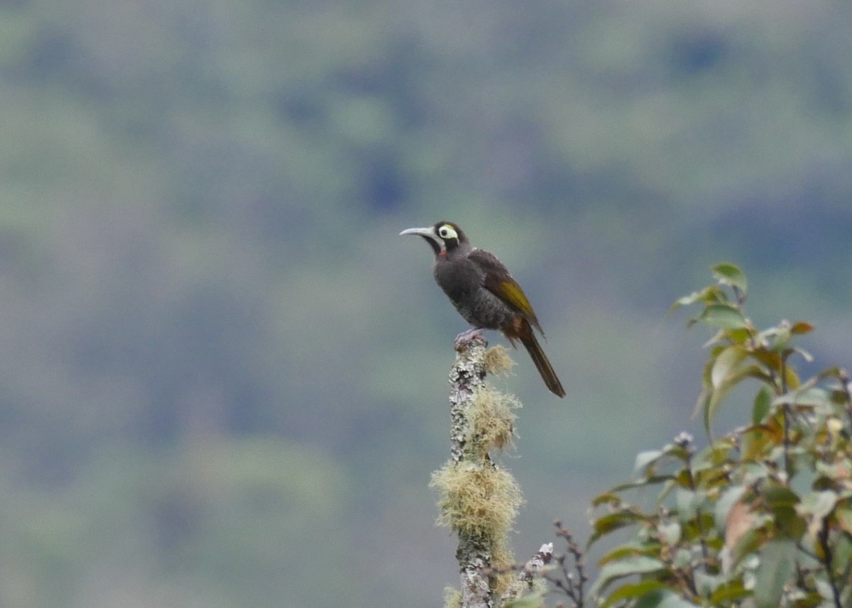 Yellow-browed Melidectes - ML640158616
