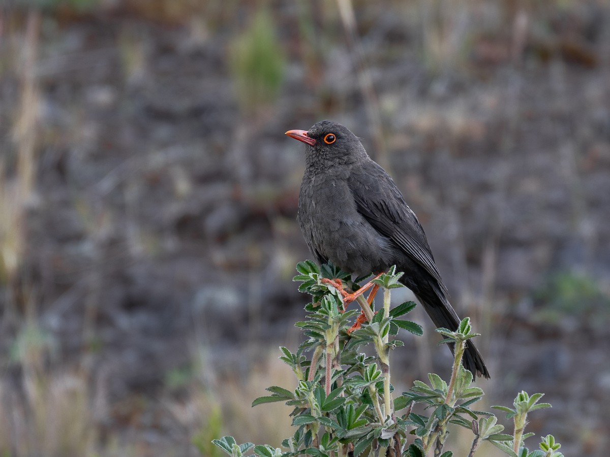 Great Thrush - ML640158623
