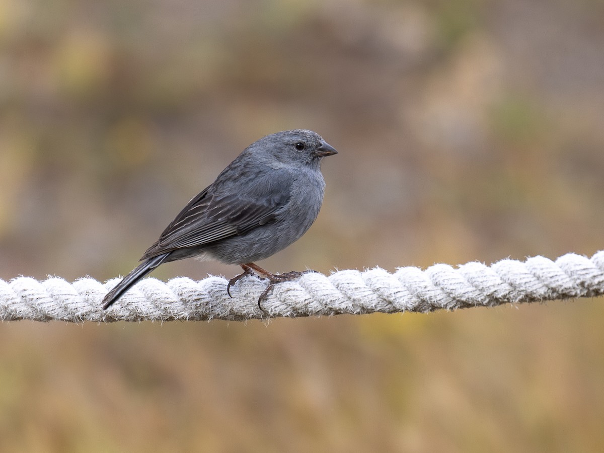 Plumbeous Sierra Finch - ML640158644